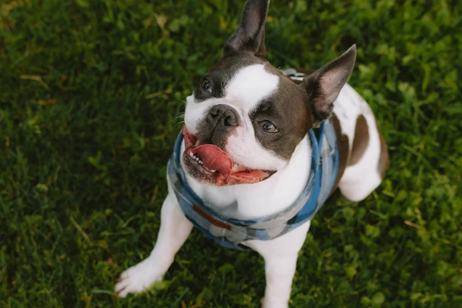 Interactive Dog Football Toy